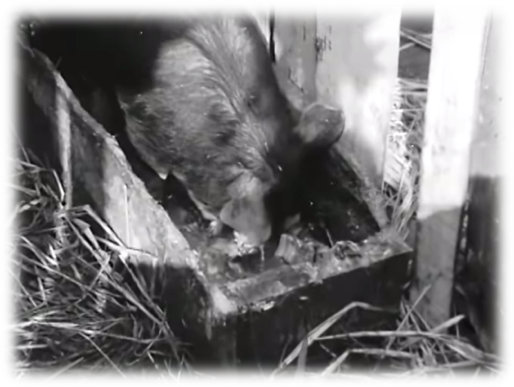 The Cine Files Animals In Korean Cinema From Absent Referent To Present Day Predicament